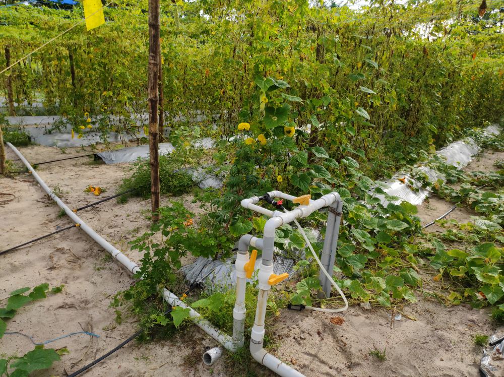 Irrigation